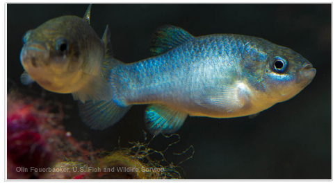 @RISK Helps Keep Pupfish from the Brink of Extinction